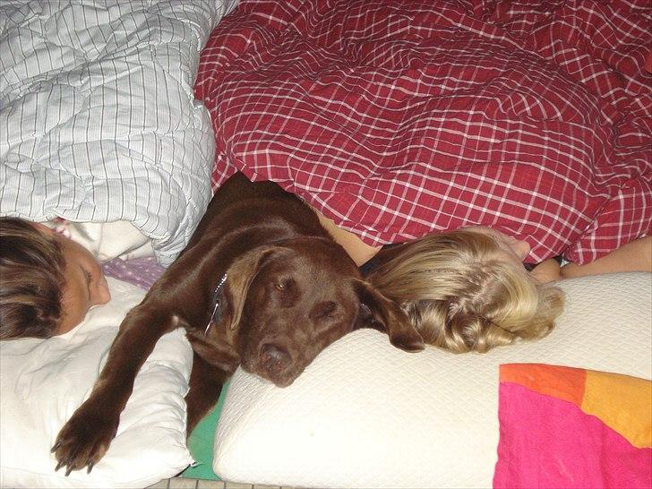 Søde billeder af de kære dyr - Tja helt klar en ren hygge hund, vores dejlige Daisy. billede 8