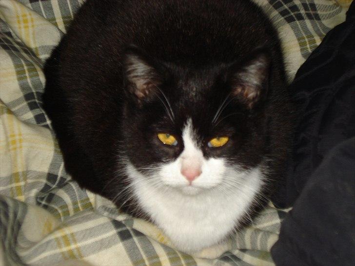 Søde billeder af de kære dyr - Twixie ;0) billede 9