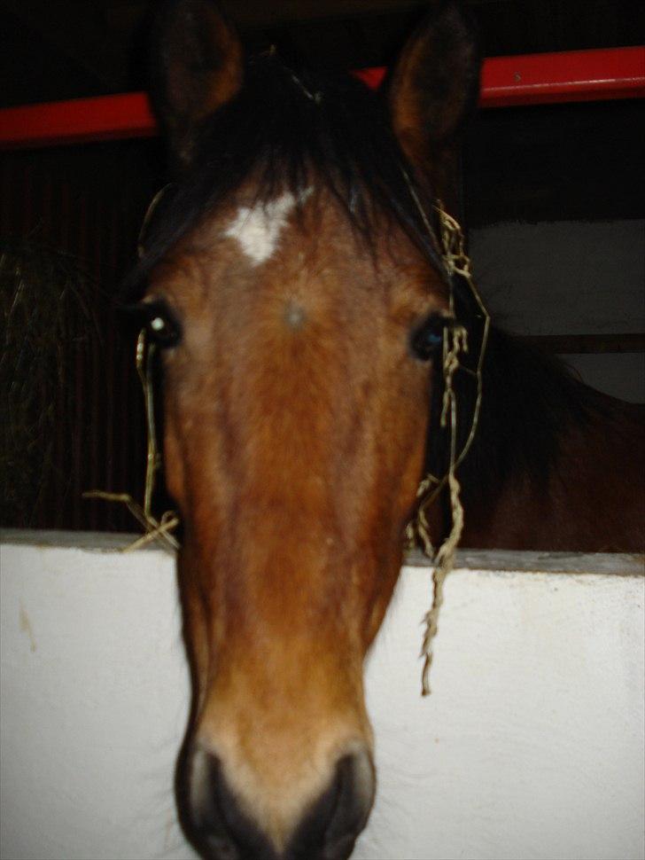 Søde billeder af de kære dyr - Dejlige Ironica, som vi snart skal til at tilride. Bliver spændende. billede 10