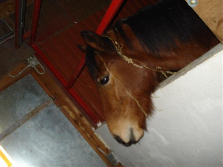 Søde billeder af de kære dyr billede 11