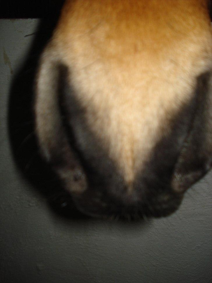 Søde billeder af de kære dyr - Hmm, hvis mule er mon det? billede 12