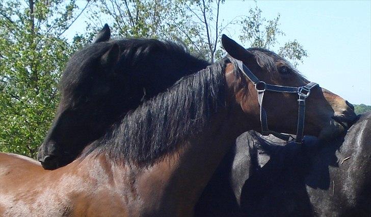 Søde billeder af de kære dyr billede 13