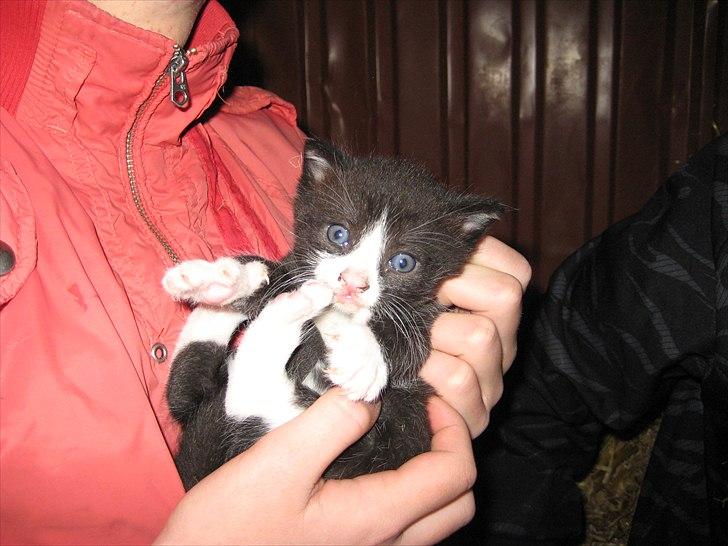 Søde billeder af de kære dyr billede 14