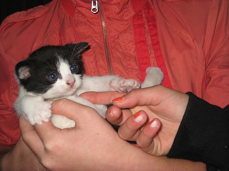 Søde billeder af de kære dyr billede 15