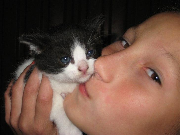 Søde billeder af de kære dyr billede 16