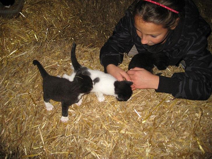 Søde billeder af de kære dyr billede 17