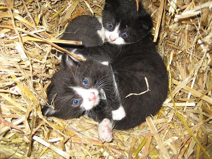 Søde billeder af de kære dyr - Twixie og brormand Bounty, som døede ved et lille uheld billede 18