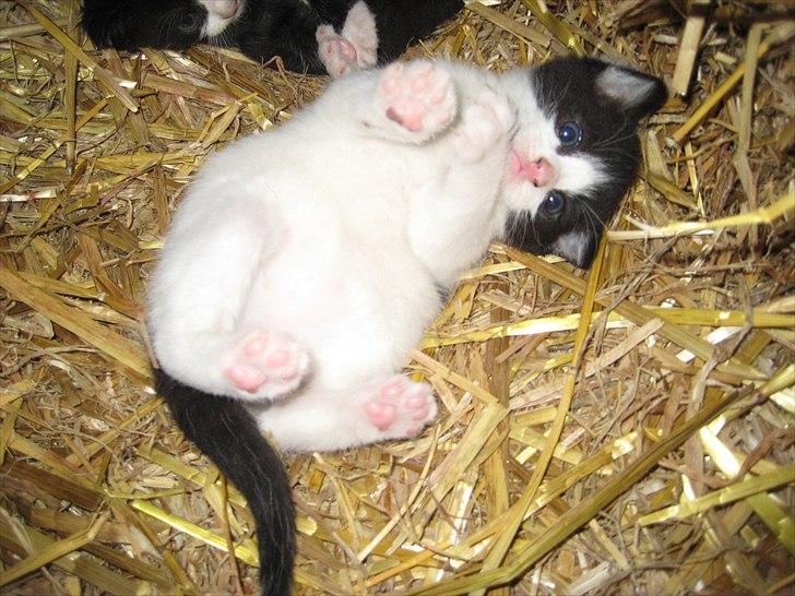 Søde billeder af de kære dyr - Lille søde Plet billede 19