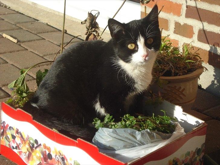 Søde billeder af de kære dyr - Her er faderen til Twixie og Plet :0) billede 20