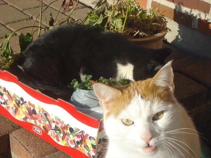 Søde billeder af de kære dyr - Vore røde og hvide hankat Tiger ;0) billede 21