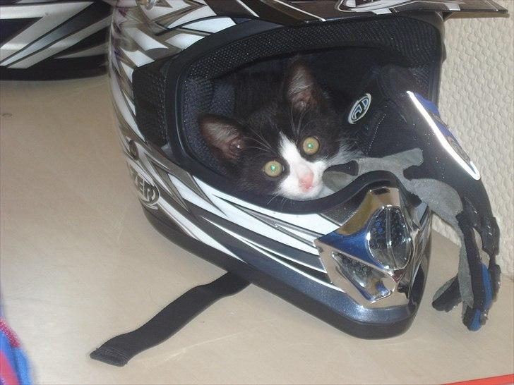 Søde billeder af de kære dyr - Futte som bette :0) billede 22