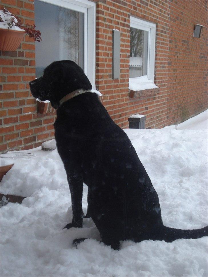 Søde billeder af de kære dyr - Her er vores Bamse, ser ud som om han gerne vil ind! billede 24