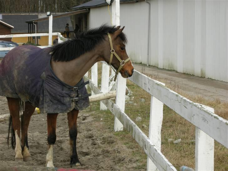 VERDENS SMUKKESTE kat 3 PONY KIGKIG billede 38