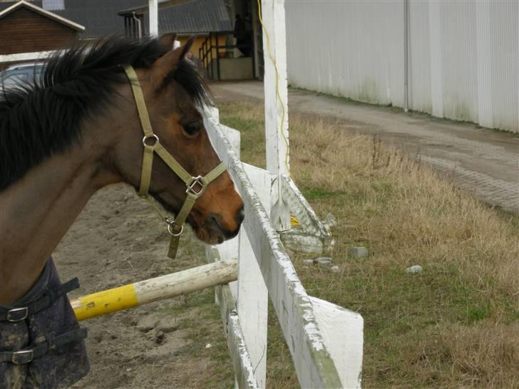 VERDENS SMUKKESTE kat 3 PONY KIGKIG billede 39