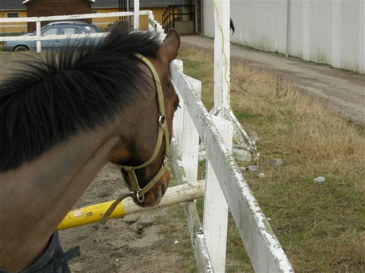 VERDENS SMUKKESTE kat 3 PONY KIGKIG billede 40
