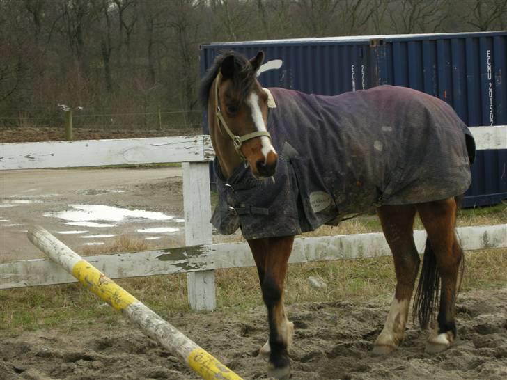 VERDENS SMUKKESTE kat 3 PONY KIGKIG billede 41
