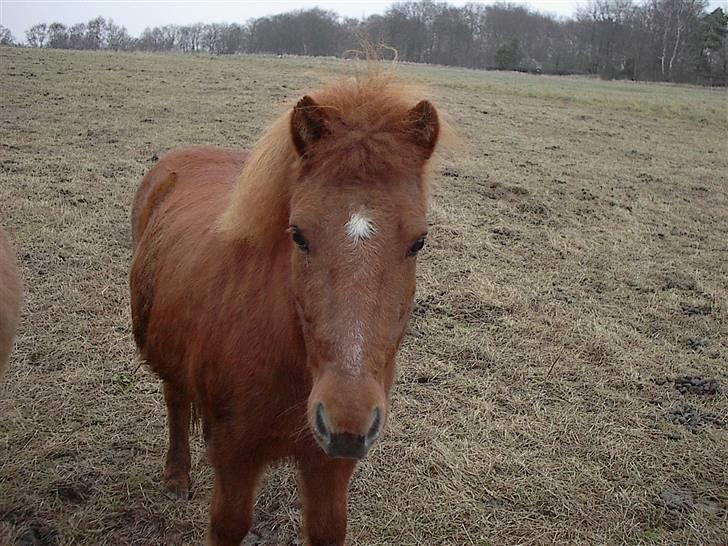 Heste jeg rider på eller har gjordt :)  - Lille glofax hun har været en af mine hest billede 12