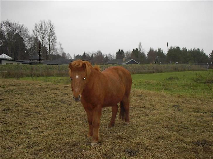 Heste jeg rider på eller har gjordt :)  - På folden billede 13