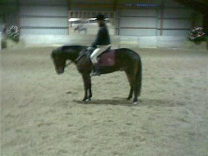 Heste jeg rider på eller har gjordt :)  - Vi rider lige lidt billede 14