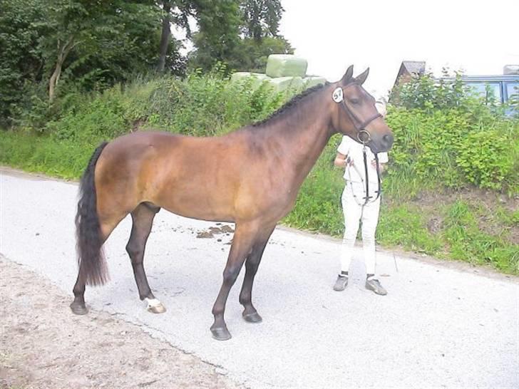 Heste jeg rider på eller har gjordt :)  - Smukke felix billede 15