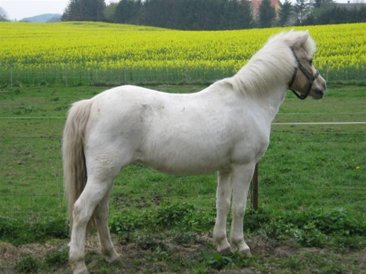 Heste jeg rider på eller har gjordt :)  - Lille snowy billede 16