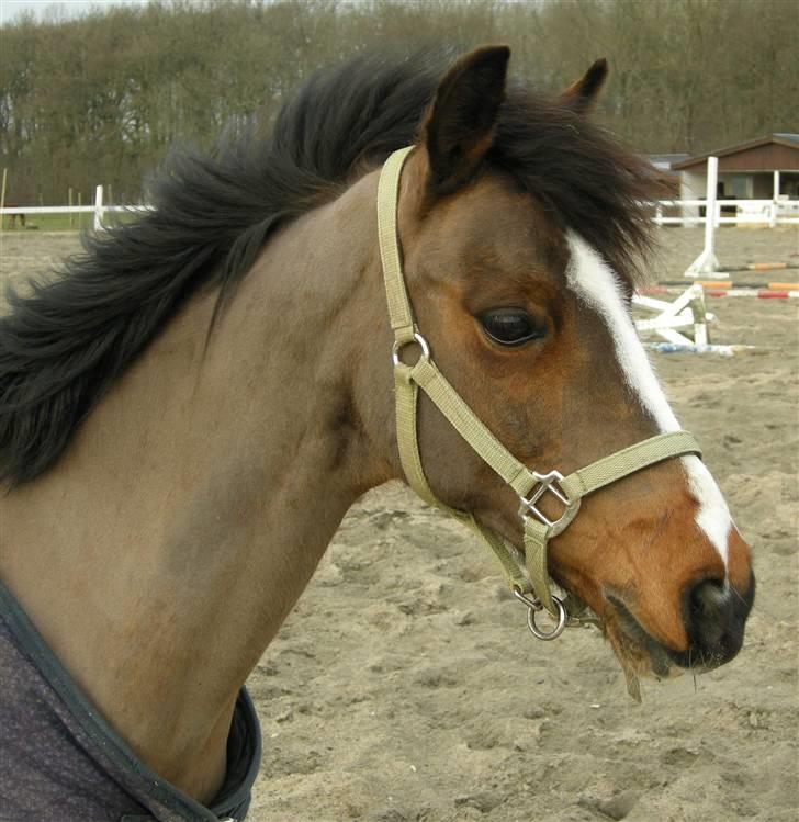 VERDENS SMUKKESTE kat 3 PONY KIGKIG billede 3