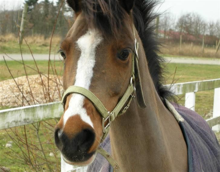 VERDENS SMUKKESTE kat 3 PONY KIGKIG billede 4