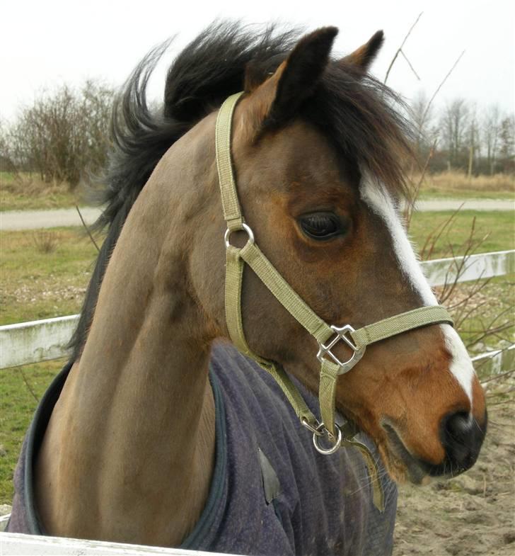 VERDENS SMUKKESTE kat 3 PONY KIGKIG billede 5