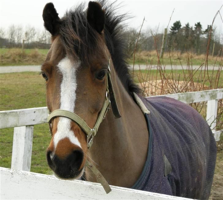 VERDENS SMUKKESTE kat 3 PONY KIGKIG billede 6