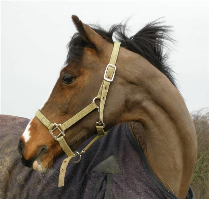 VERDENS SMUKKESTE kat 3 PONY KIGKIG billede 7