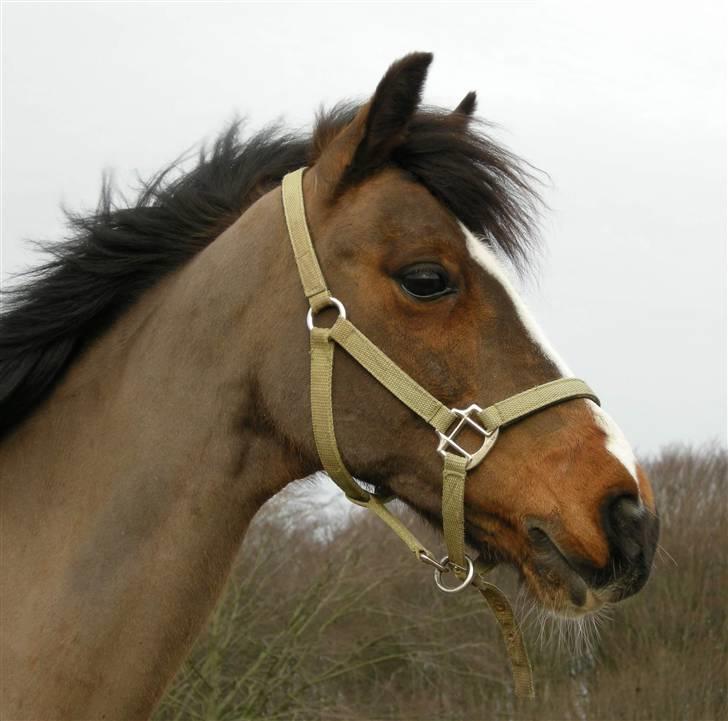 VERDENS SMUKKESTE kat 3 PONY KIGKIG billede 8