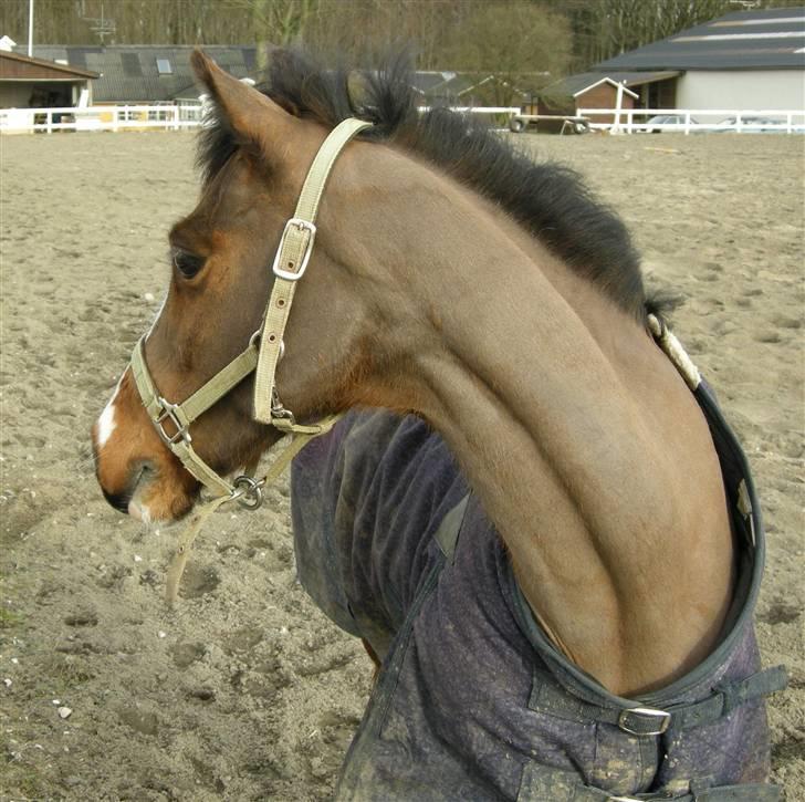 VERDENS SMUKKESTE kat 3 PONY KIGKIG billede 9