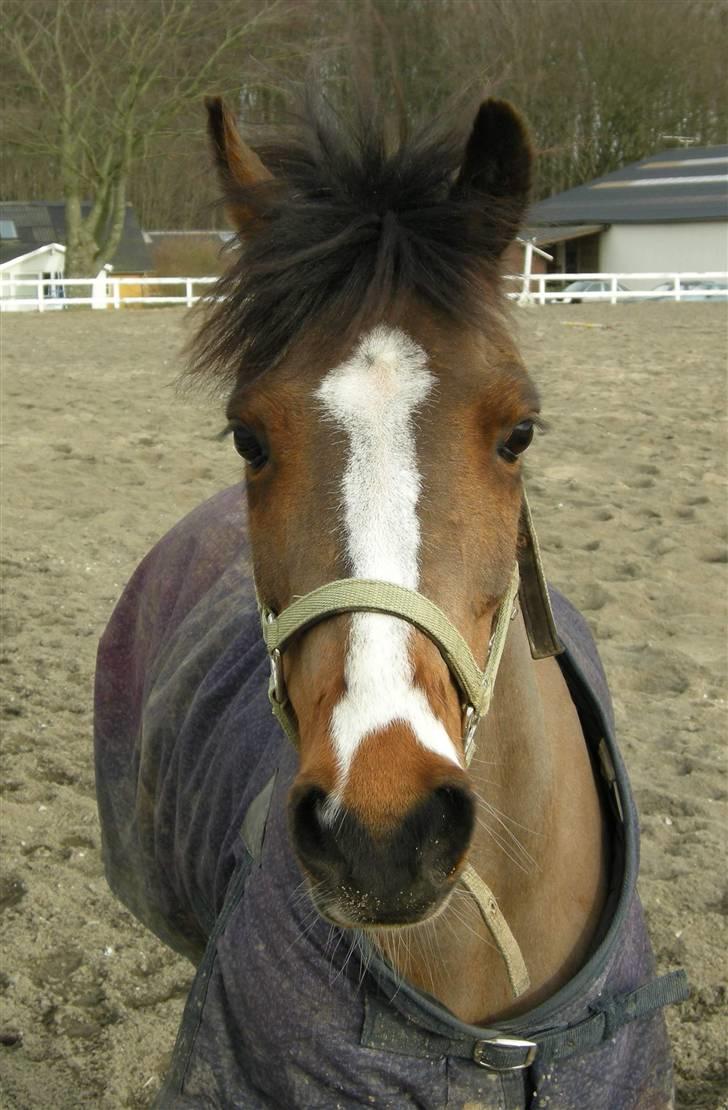 VERDENS SMUKKESTE kat 3 PONY KIGKIG billede 10