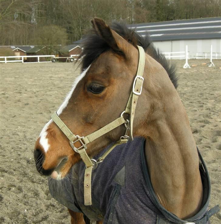 VERDENS SMUKKESTE kat 3 PONY KIGKIG billede 11