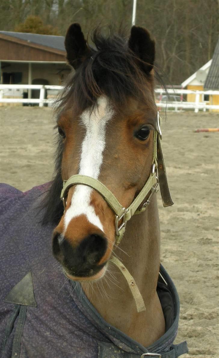 VERDENS SMUKKESTE kat 3 PONY KIGKIG billede 12