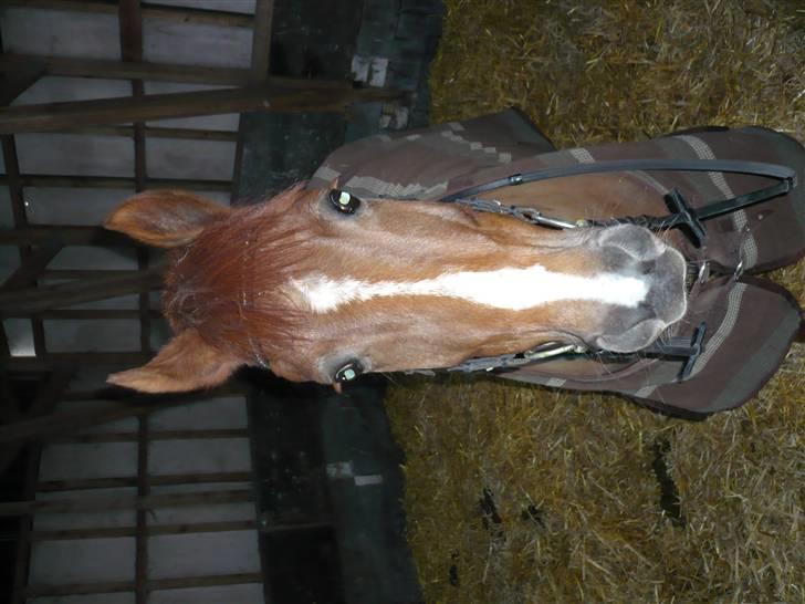 Weekend hos Frede :) billede 30