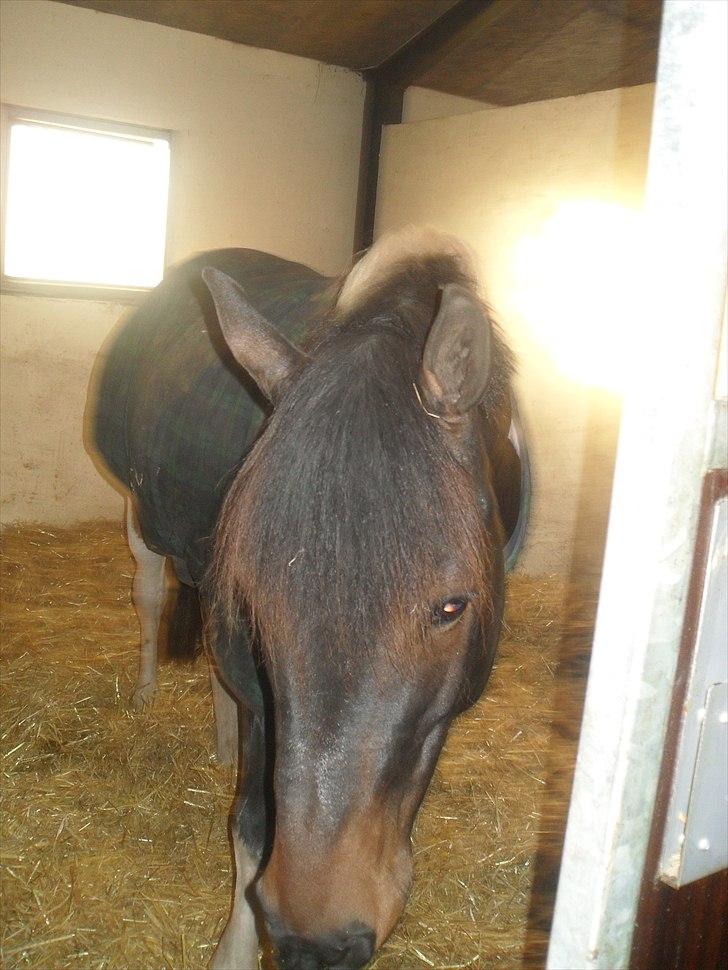 Praktik ve jm horses - Smukke Zippo:) billede 2