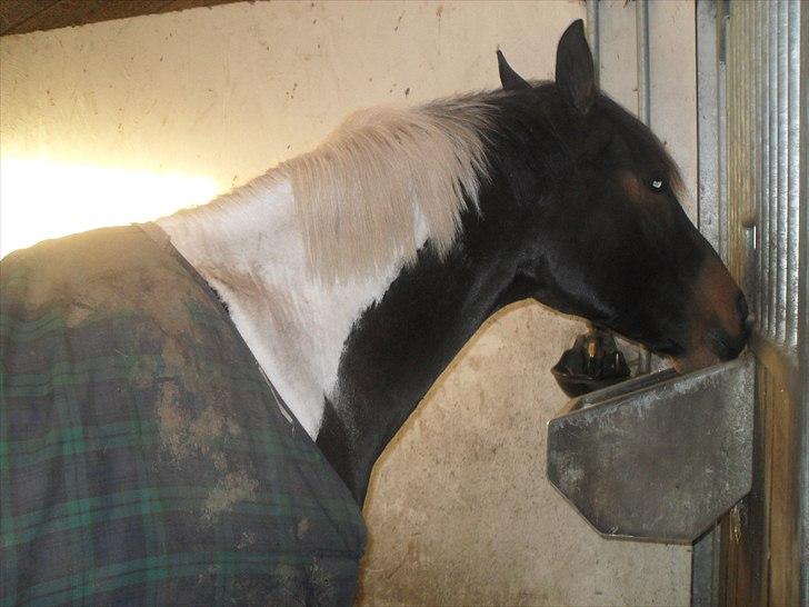 Praktik ve jm horses - Sødeste Zippo:) billede 3