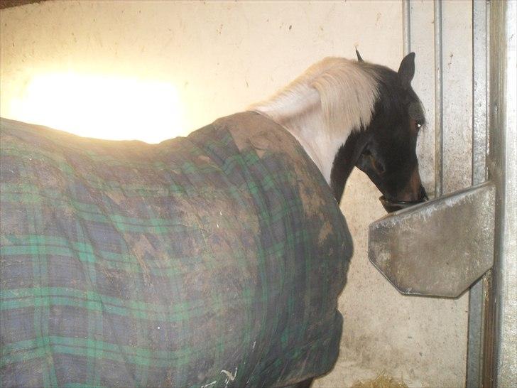 Praktik ve jm horses - <3 billede 4