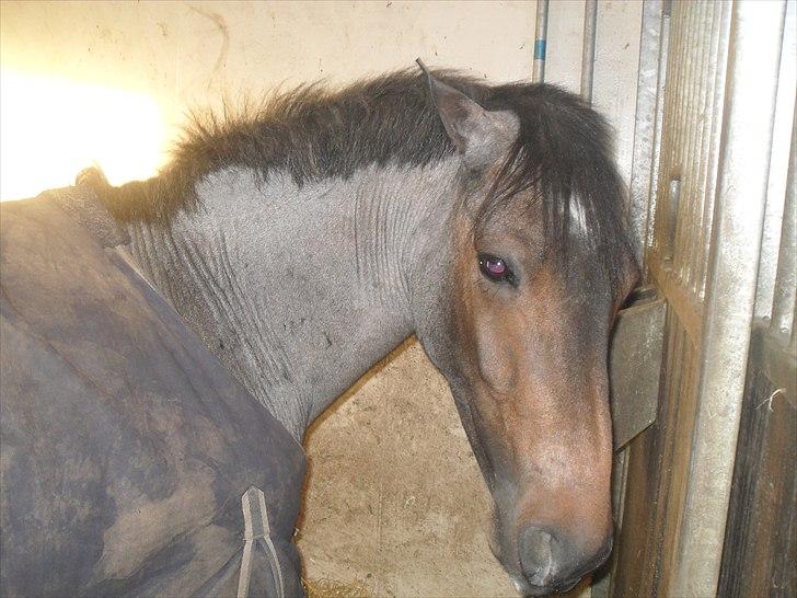 Praktik ve jm horses - Dejlige, sødeste Bob:) billede 5