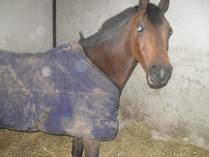 Praktik ve jm horses billede 6