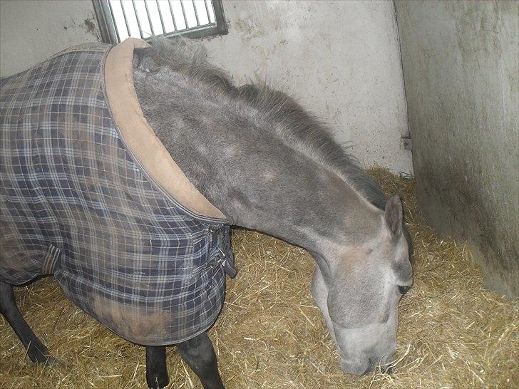 Praktik ve jm horses billede 7