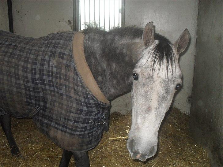 Praktik ve jm horses billede 8