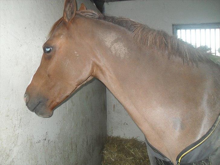 Praktik ve jm horses billede 9