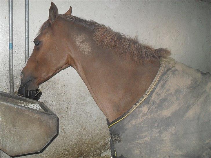 Praktik ve jm horses billede 10