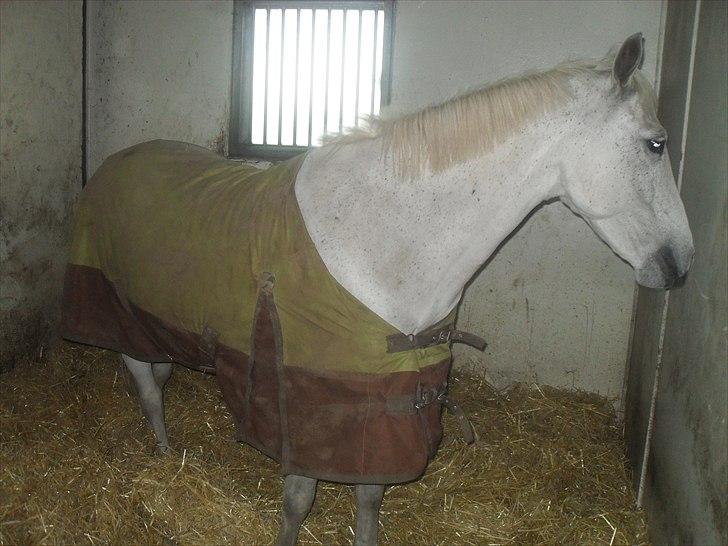 Praktik ve jm horses billede 11