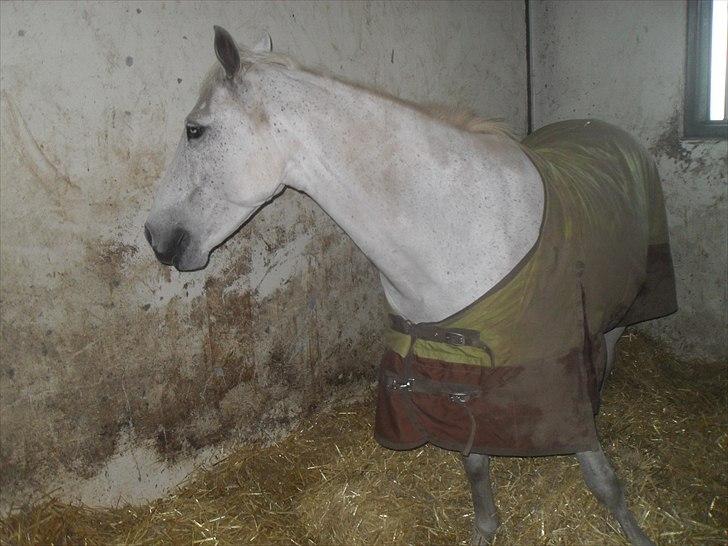 Praktik ve jm horses billede 12