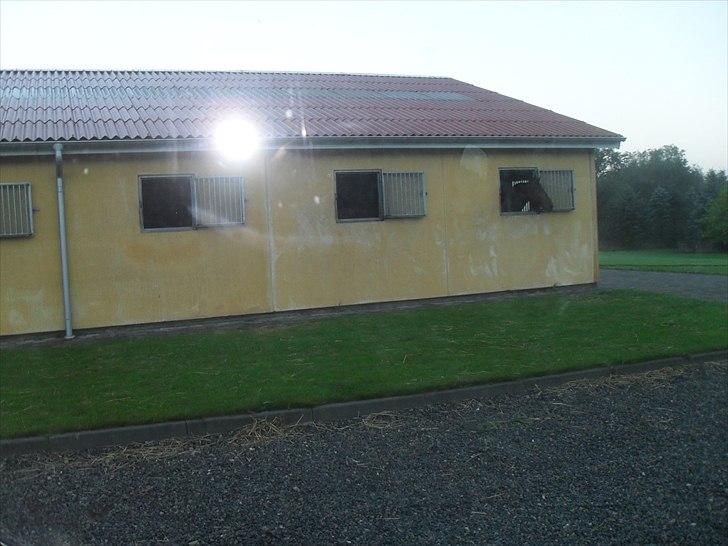 Praktik ve jm horses - Hestestalden:) billede 13