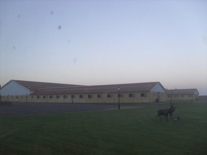 Praktik ve jm horses - Hestestalden:) billede 14