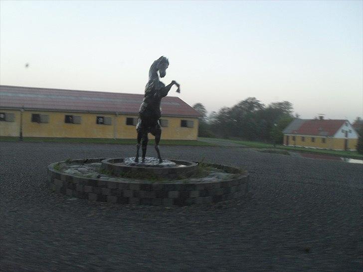 Praktik ve jm horses - Hesten ude i gårdspladsen:) billede 15